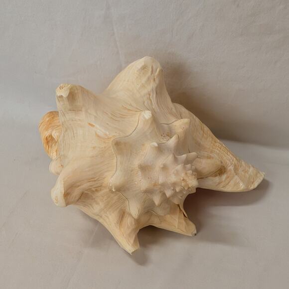 None and/or Unknown Other - Authentic Natural 10.5" Conch Shell